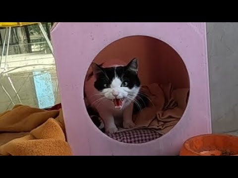 Mother cat hisses at me to protect her newborn kittens