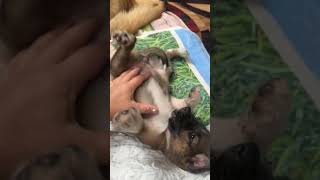 Video preview image #1 Mutt Puppy For Sale in Rosenberg, TX, USA