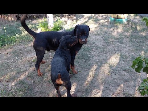 SOCIALIZARE MAX ROTTWEILER 5 LUNI   KATHAN ROTTWEILER 3 ANI