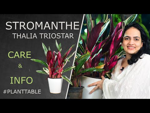 Stromanthe Thalia Triostar Care & Info | Plant table | Indoor plants