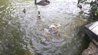 preview picture of video 'Sea creatures in the duck pond - papworth hospital'