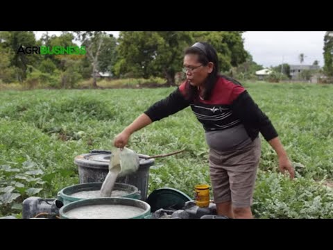 Learn Watermelon Farming COMPLETE GUIDE from the Biggest Watermelon Farmer