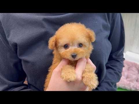 YouTube動画のサムネイル