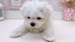 マルチーズの動画01