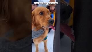Download lagu This Golden retriever's day will melt your heart! ❤️ #funnyanimal #dogshorts #shortsvideo mp3
