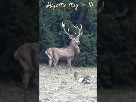 Majestic stag in Prealps / Cerf majestueux dans les Préalpes #wildlife #suisse #deer #cerf