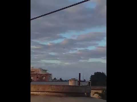 Pichón de 4 meses poniéndose redy pal play #cajon #palomas