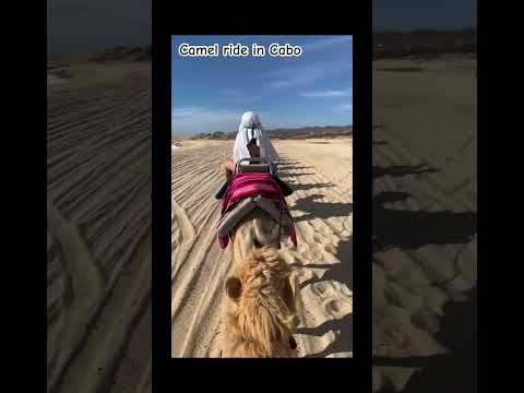 Camel ride in Cabo San Lucas #cabosanlucas #camel #shorts