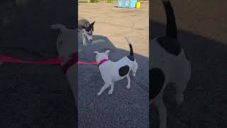 Video preview image #1 Mutt Puppy For Sale in Woodbury, NY, USA