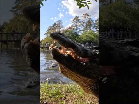 Buddy the LARGEST Alligator at Gatorland! #shorts #youtubeshorts #alligator #florida