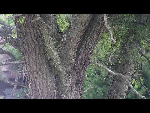 Djuma Private Game Reserve Live Stream