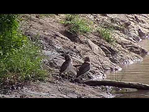 Djuma: Two Water Thick-knees - 08:51 - 01/27/21