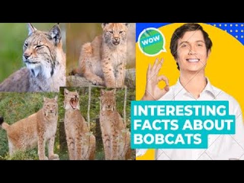 Interesting Facts About Bobcats - Animals