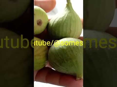 anjir fig अंजीर फिग गूलर Gular fig