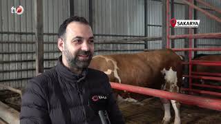 1,5 Tonluk Dev Tosun, 950 Bin Liraya Vitrine Çıktı