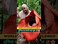 World S Largest Flower Rafflesia Arnoldii Size Will SHOCK You Shorts Youtubeshorts Rafflesia