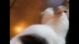 Luna - Why am I still here? :(