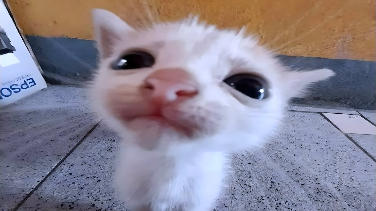 What if cats were more than just a dream?