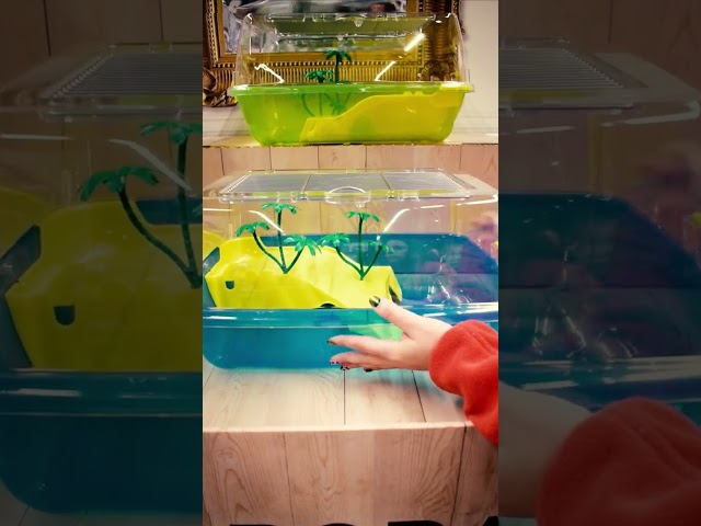 Vídeo relacionado con Acuario para Tortugas | Acuario Pequeño para Reptiles | Terrario para Mascotas Hábitat para Alimentar Tortugas Cangrejos de Río Ranas Reptiles y Cangrejos Ermitaños