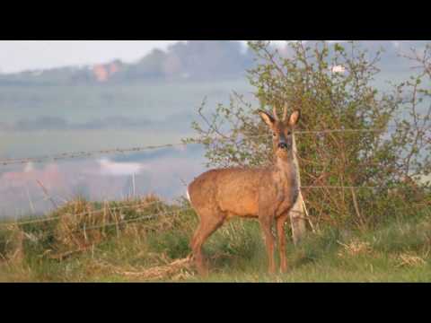 In the search for roe deer a good outcome!!