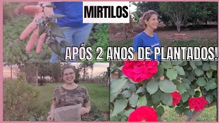 Como estão nossos MIRTILOS depois de 2 anos/ MAFUFO no almoço/Cuidando da grama