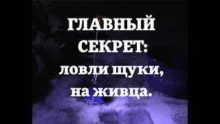 Подходит ли ротан как живец для ловли щуки на жерлицы
