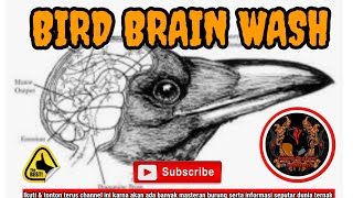 Download lagu TERAPI BIRD BRAIN WASH SONAR SYSTEM || Sukses menghapus memori materi lama & memasukan materi baru. mp3