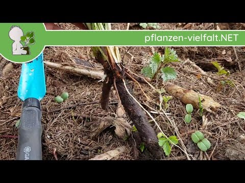 Das Ekzem auf der Haut des Fleckes auf Hilf sich selbst die Behandlung der Schuppenflechte