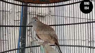 Download lagu SUARA PIYIK PERKUTUT BANGKOK USIA 3 BULAN PRODUK SILWAK BIRD FARM mp3