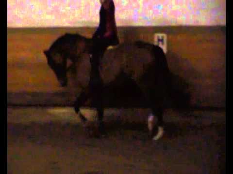 Holsteiner Stute Quidam de Revel