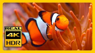 Colorful Aquarium 4K HDR Aquarium For Relax Meditation & Sleep RELAXING MUSIC 4K Screensaver