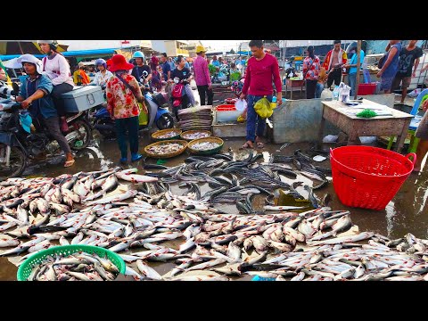 Cambodian Early Fish Market Scene, Khmer People Buying Alive Fish, Dry Fish