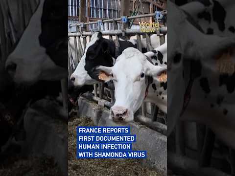 France reports first documented human infection with Shamonda virus#worldnow