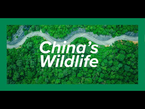 China’s Wildlife | Kyle Obermann