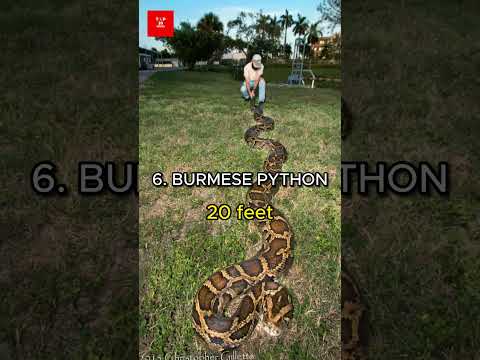 Top 10 longest snakes in the world #snake #anaconda #titanoboa