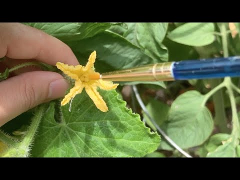 Hand Pollinate Cucumber Plants to Increase Yield or Save Hybrid Seeds