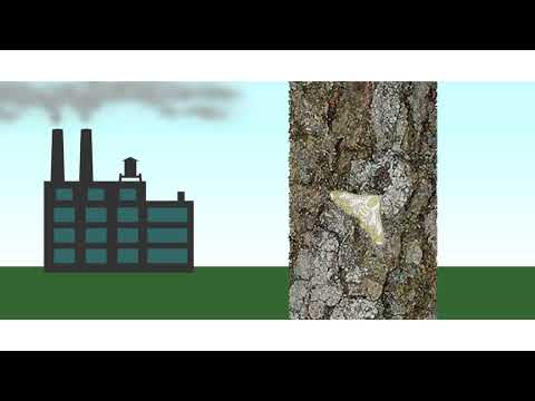 Change in moth population Animation