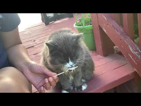 Can Cat Eat Ice Cream?