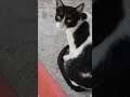 Tuxedo Cat Angry Looks Shorts Ytshorts Youtubeshorts Tuxedocat Angrycat