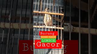 Download lagu Burung koak kaok endemik lombok  gacor mp3