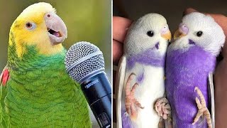 Smart And Funny Parrots Parrot Talking Videos Compilation (2024) - Cute Birds #21