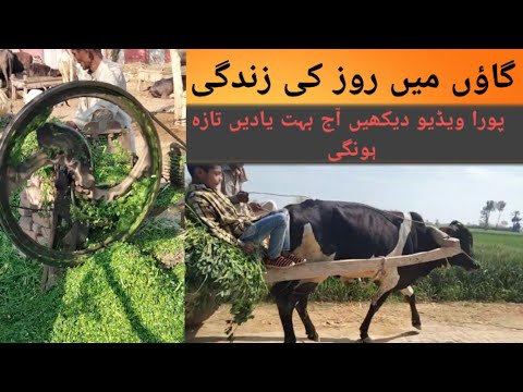 village side daily life animals food full process.