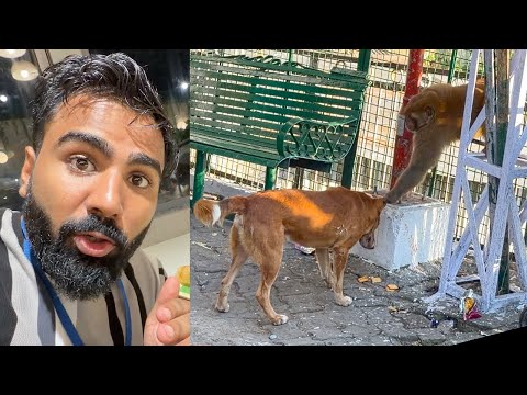 Monkey dog ko pareshan kar raha 😂