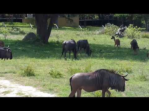 Djuma: Impalas, Wildebeests and Nyalas - 13:40 - 10/27/20