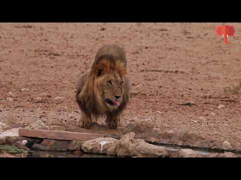 Partially blind lion drinking water from the only waterhole in Kgalagadi