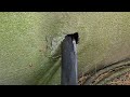 Better to Be Proactive Regarding Rodents in Freehold, NJ