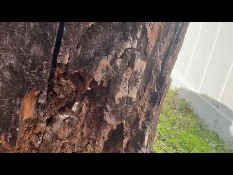Stumbling Upon a Hidden Termite Infestation in Forked River, NJ