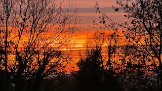 The Woodland Chronicles – Week 47 – The Sons of Belial.