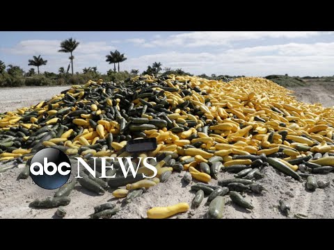 Farmers throw out milk, produce as schools, restaurants remain shut down