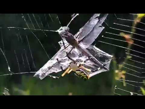 Dáma s polenem - M-AMMON